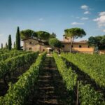 7 Traumhafte Weinreiseziele, die man nicht verpassen darf